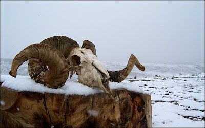 Craneo con Cuernos - aries