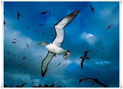 seagull Flying bird