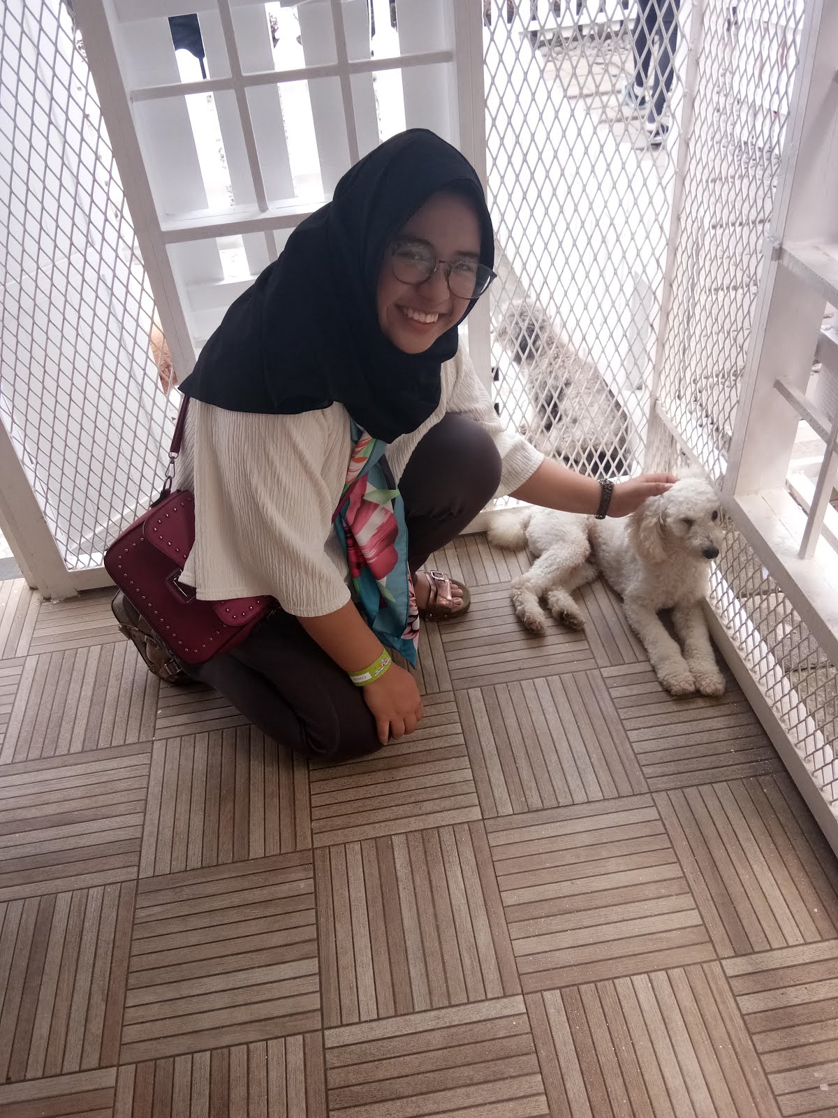 Gua di 1 tempat anjing kecil berkumpul