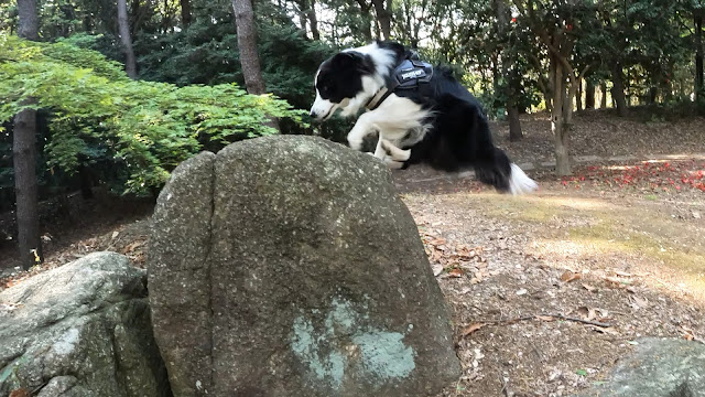 保護犬 ボーダーコリー トーマ