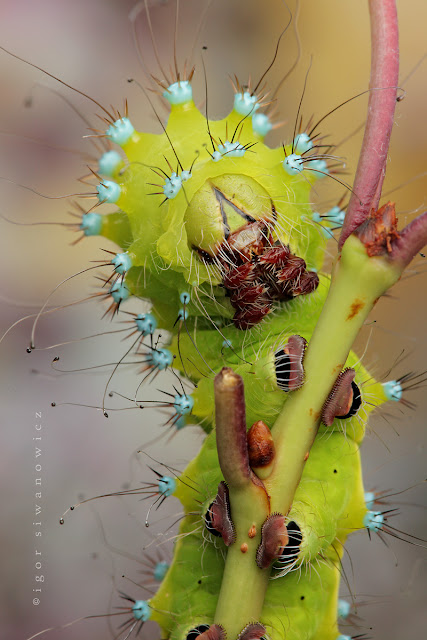 Macro Insect Photography Igor Siwanowicz