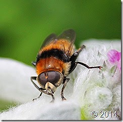 IMG_4860
