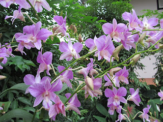 Orchids, National Orchid Garden, Singapore