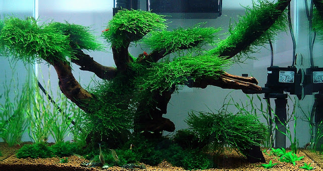Aquascaping Ideas Low Maintenance Moss Tree Layout