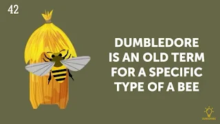 Cute Animal Facts