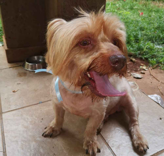 Adopt a Yorkshire Terrier male Tjoklets