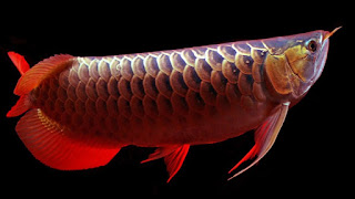 Dragon Fish Arowana Beauty