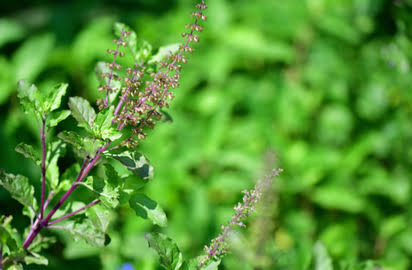 Benefit Of Basil in Odia