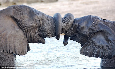 The two elephants met each other in the middle of the Chobe River, which runs between Namibia and Botswana