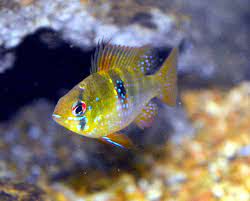 dwarf cichlid