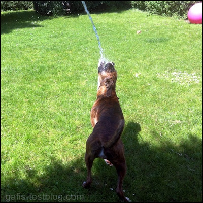 Boxer Amy beim Wasserspiel mit dem Gartenschlauch