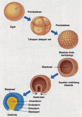 Fase Perkembangan Zigot  pada  Hewan  Artikel Ilmu