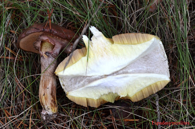 Foto de Suillus Luteus o Boleto Anillado -Espadasymuslitos