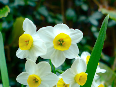25 ++ daffodil 水仙 花 英文 147299