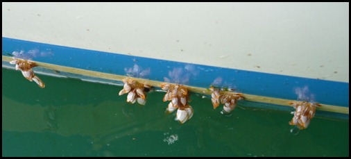 Waterline barnacles