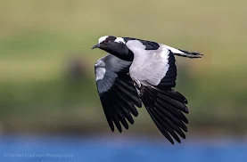 Blacksmith Lapwing in Flight Diep River Woodbridge Island Vernon Chalmers Photography