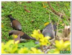 20110315_140459_019_DaAnPark