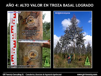 High Value Eucalyptus nitens Model Forest for veneer and sawnwood in agroforestry regime / Bosque Modelo de Eucalyptus nitens para chapa y aserrio en regimen de silvopastoreo / Gustavo Iglesias Trabado, Roberto Carballeira Tenreiro and Javier Folgueira Lozano / GIT Forestry Consulting SL, Consultoría y Servicios de Ingeniería Agroforestal, Lugo, Galicia, España, Spain / Eucalyptologics, information resources on Eucalyptus cultivation around the world / Eucalyptologics, recursos de informacion sobre el cultivo del eucalipto en el mundo