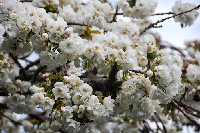 A tree in my garden