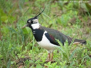 avefria europea Vanellus vanellus