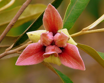 Flor do Cerrado - Foto de JC Patrício