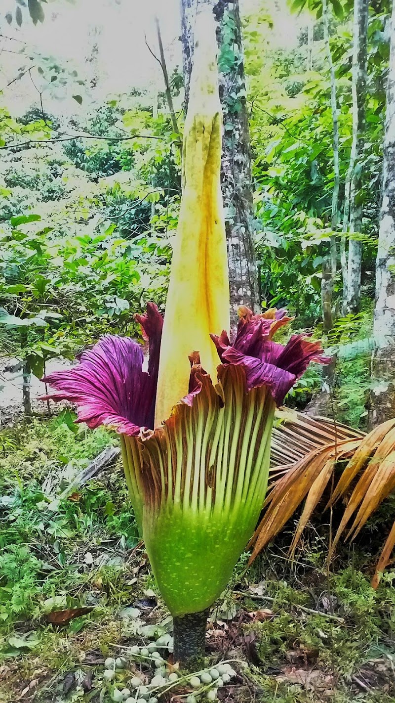 20+ Inilah Gambar Bunga Bangkai