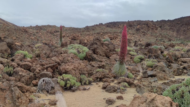 Explorando la maravilla natural del Parque Nacional del Teide