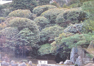 shaped shrubs, Japan