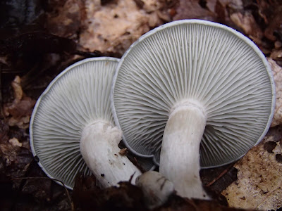 Clitocybe odora lejkówka zielonawa