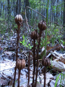 indian pipe seed pods