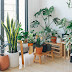 7 Affordable Air Purifying Indoor plants 