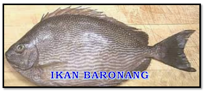 ikan pinggiran laut, nama ikan laut, ikan baronang, negek, garongers, pancing garong