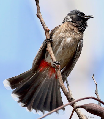 Red-vented Bulbul - resident