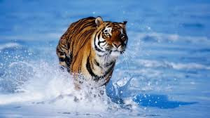 free download,wild animals wallpaper,beautiful tiger hd wallpapers ... wallpapers,widescreen of animal wallpapers,
