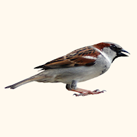 Sparrow