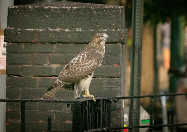 Tompkins Square red-tailed hawk fledgling