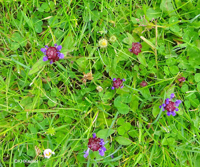 self-heal, Prunella vulgaris