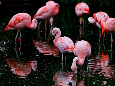 foto de flamengos en bandada