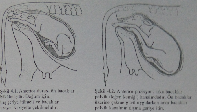 İneklerde Doğum İşlemi
