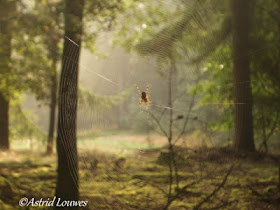 Valtherbos met spinnenweb