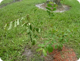 P1000625