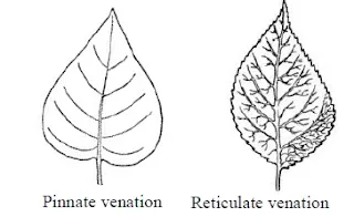 Leaf Venation pinnate and reticulate venation