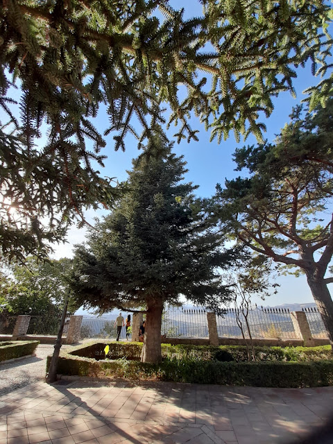 Pinsapo en un jardín de Ronda (5). Fotografía de Antonio Pino Díaz  (octubre de 2020).