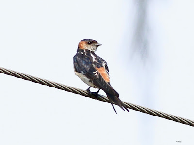 Red-rumped Swallow