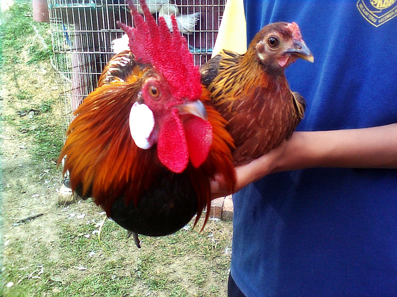 cHickeNisme bukan sekadar cerita ayam  ayam  hutan  