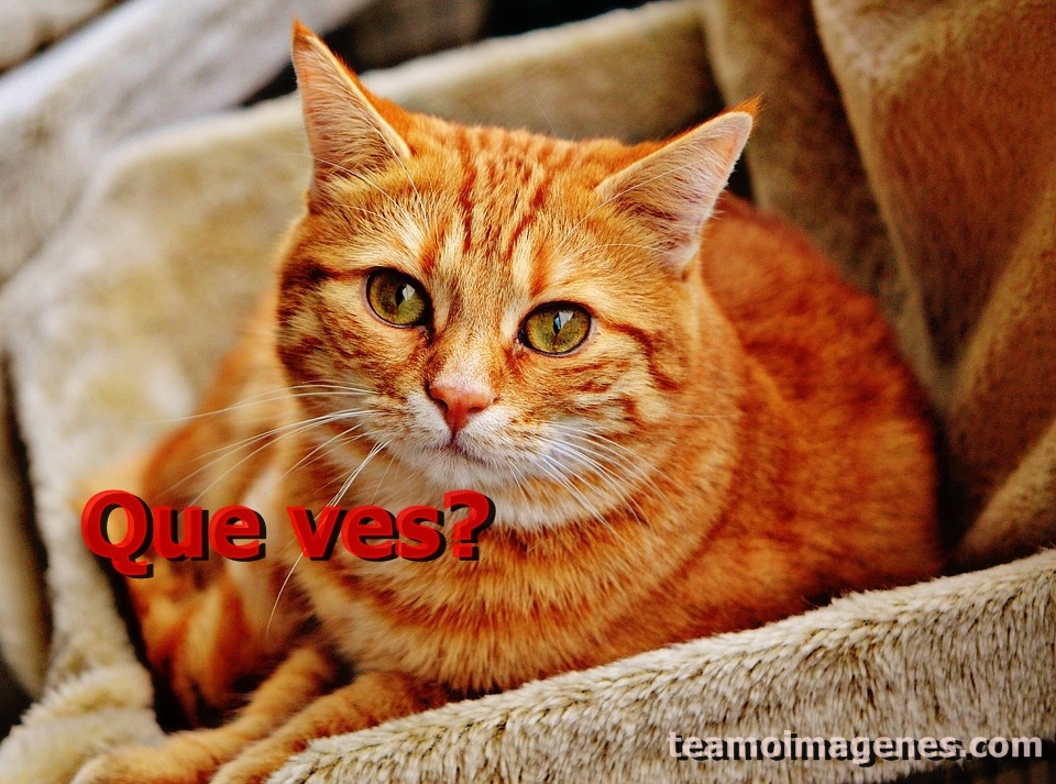 Las mejor imagen de gatos lindos con frases de deja el fastidio para enviar a tu amigo, teamoimagenes.com