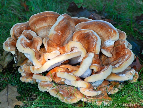 3. fungus rose-kab