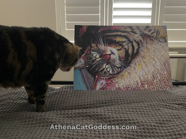 tabby cat admiring her art portrait