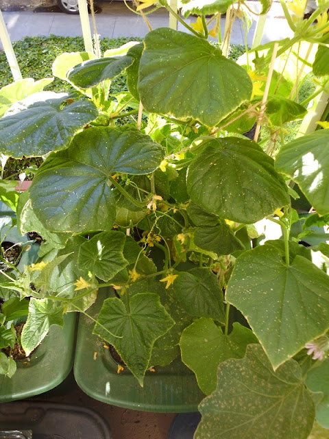 Kratky Cucumbers