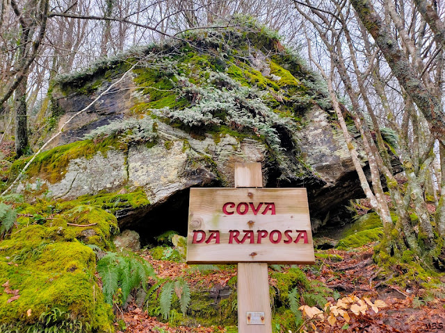 El Hayedo de Busmayor (en el Bierzo, León) es uno de los bosques de hayas mejor conservados de la Península.